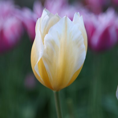 Tulipa 'Sweetheart'