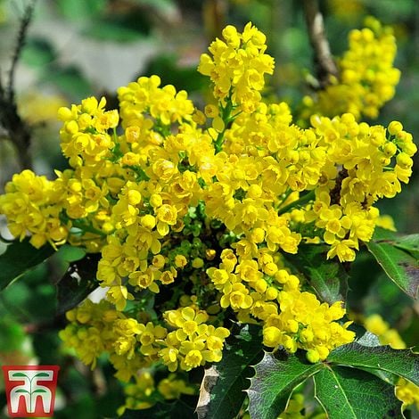 Mahonia aquifolium