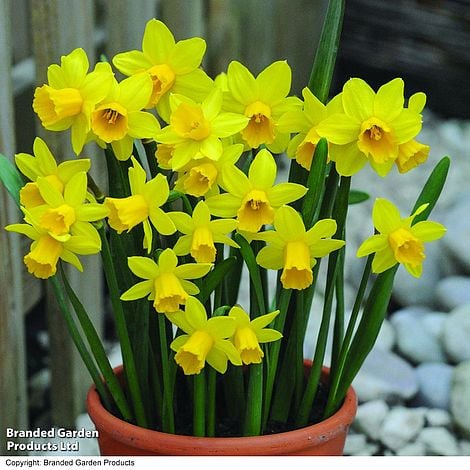Narcissus 'Tête-à-Tête'