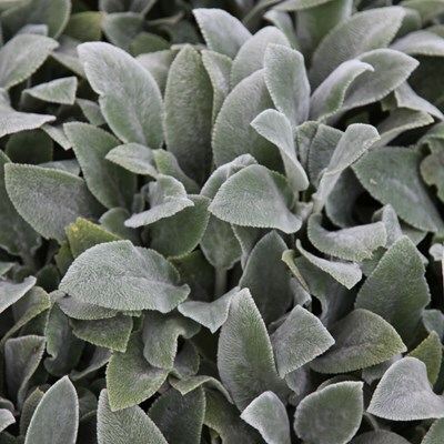 Stachys byzantina 'Silver Carpet'