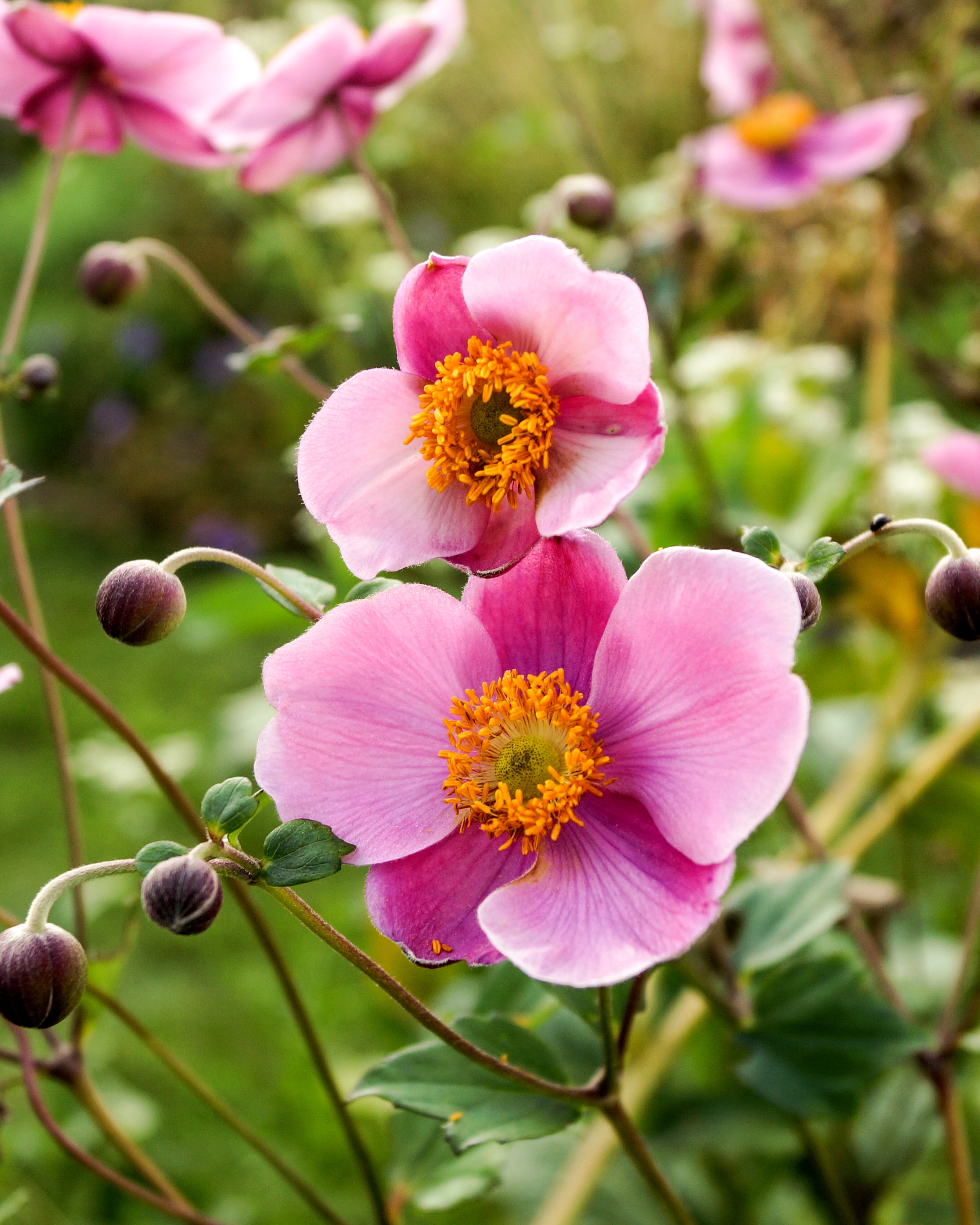 Anemone 'September Charm'
